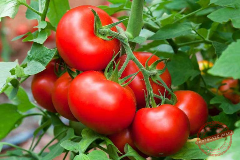 TomatoHistoryIntroduction Tomato Paste Machine, Tomato Cutting Machine, Tomato Sorting Machine