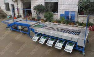 Automatic Cherry Tomato Size Grading Machine with Quality Selection Conveyor